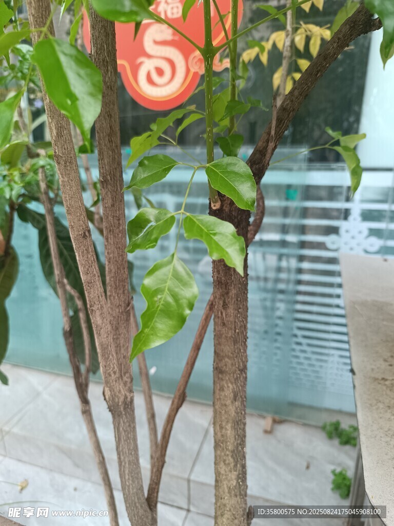 树上挂饰