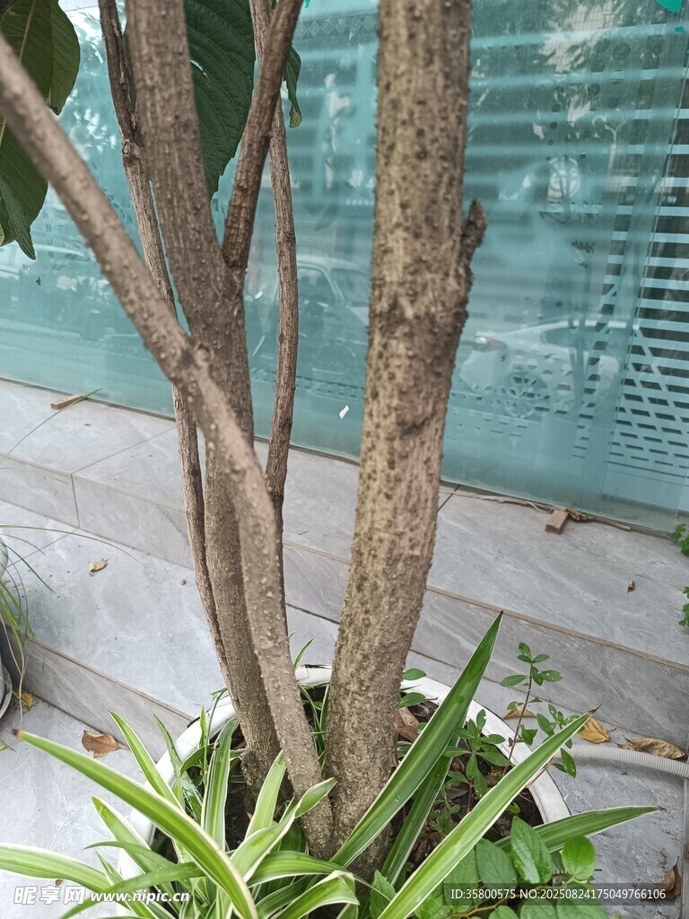 室内盆栽树干特写