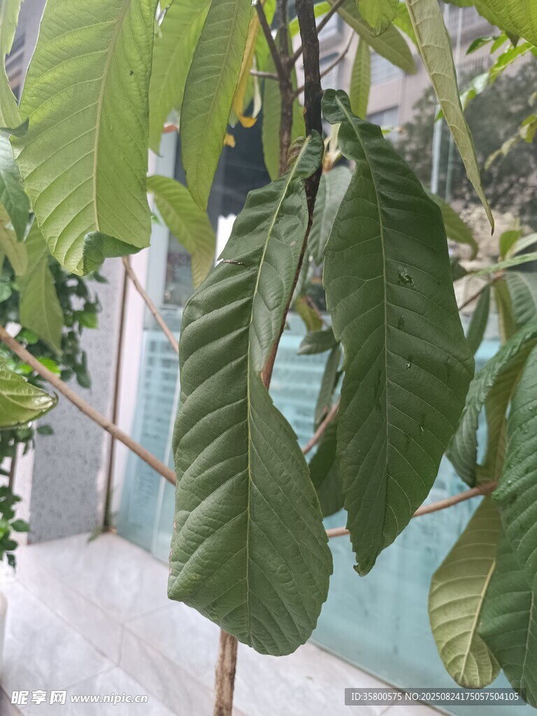 绿叶繁茂的植物特写