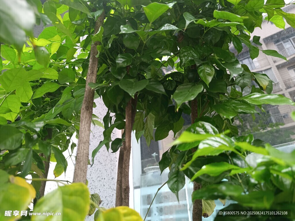 室内绿植景观