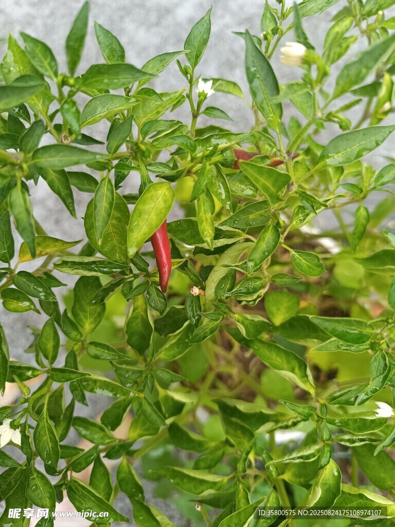 辣椒