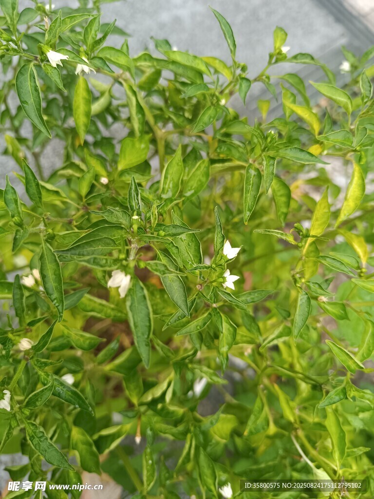 辣椒