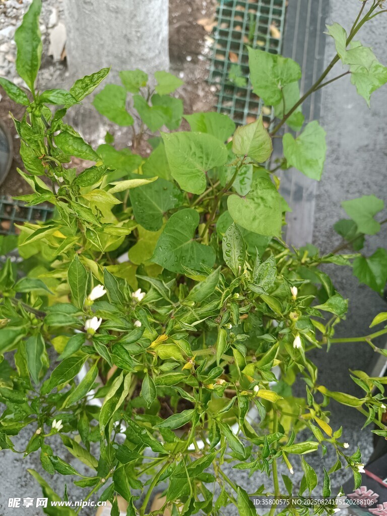 绿叶繁花的生机植物景观
