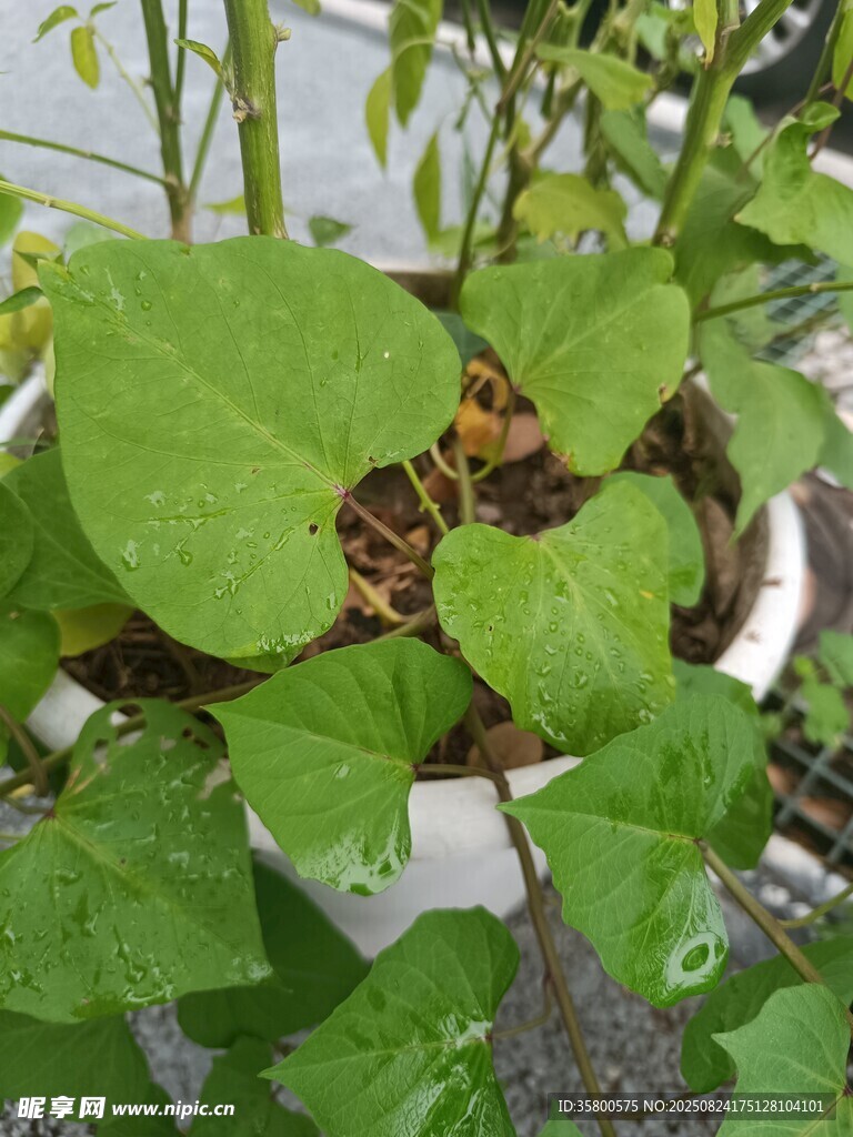 盆栽绿植 