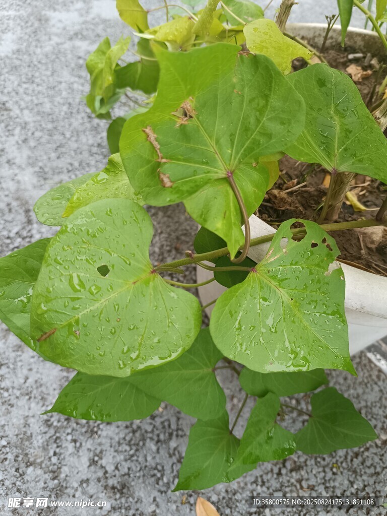 雨中生长的绿叶植物