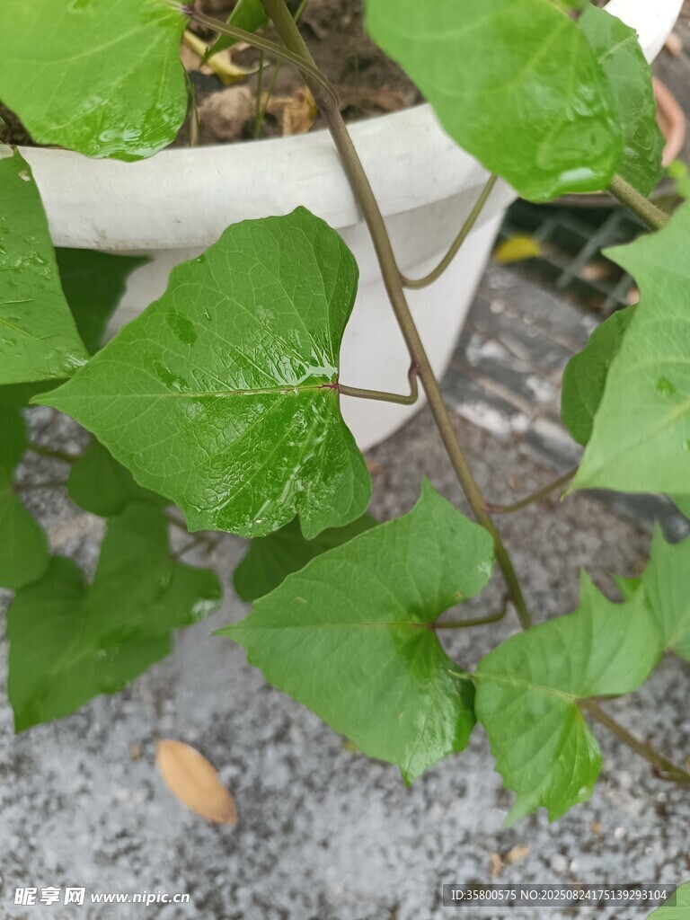 绿叶藤蔓植物特写