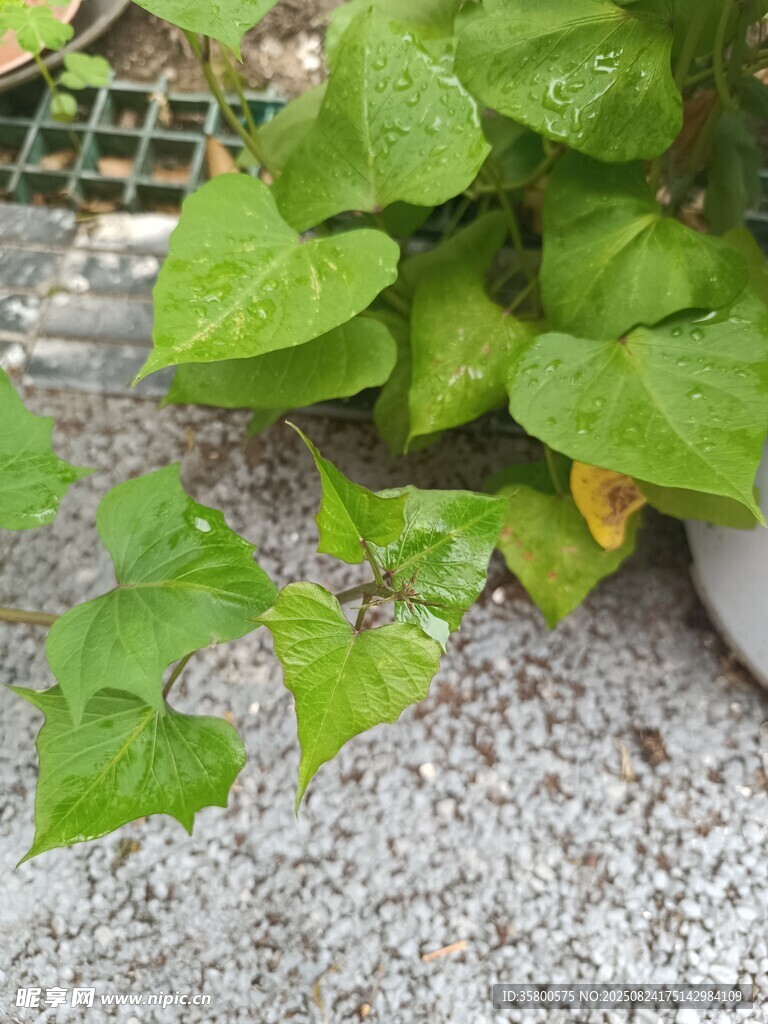 翠绿地瓜叶生机盎然