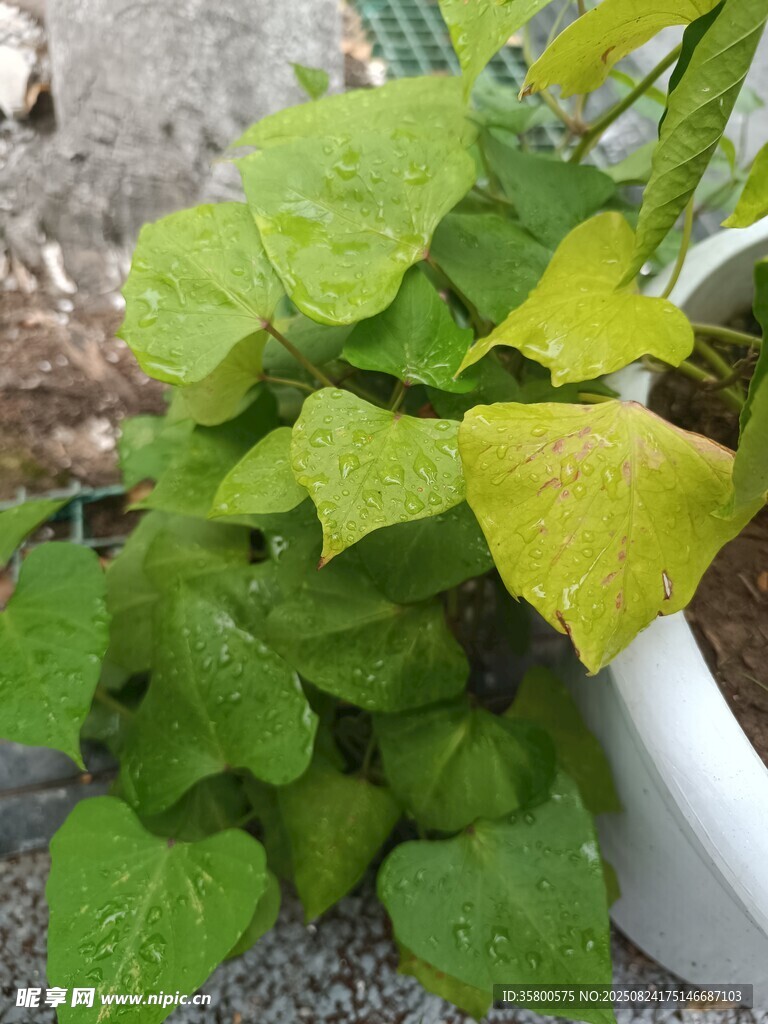 绿叶植物盆栽特写