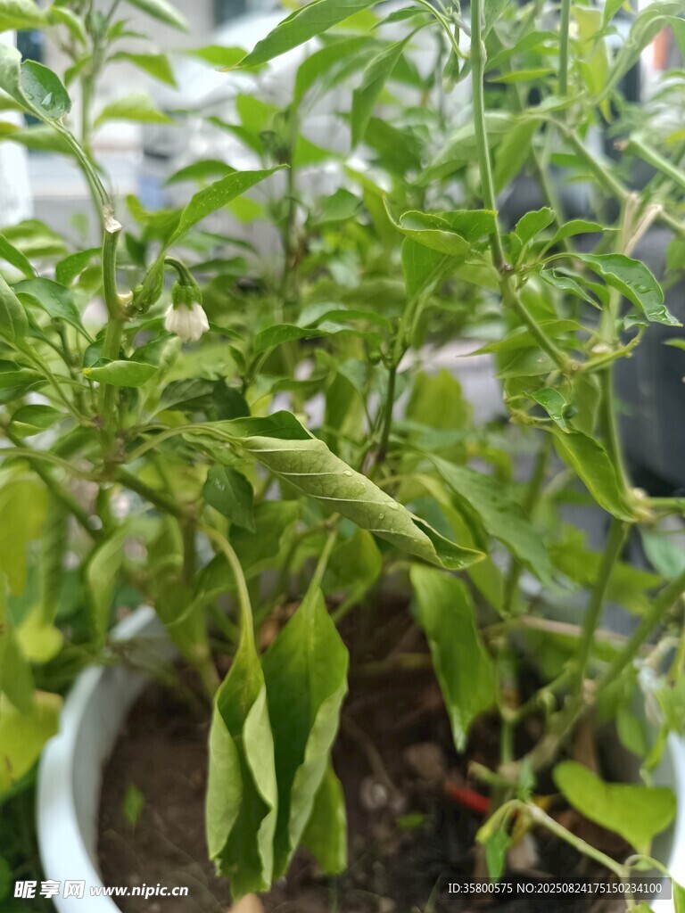 盆栽青椒植株特写