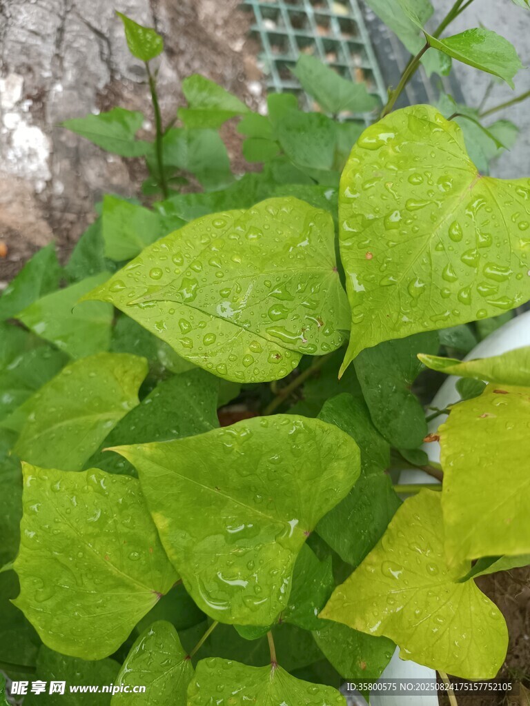 嫩绿叶片生机盎然
