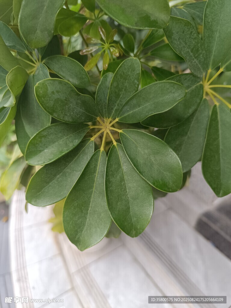 翠绿鹅掌柴叶片特写