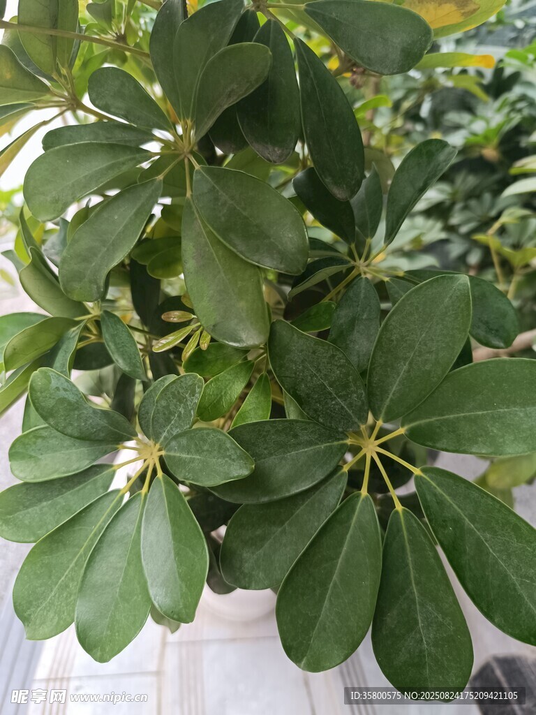 翠绿鸭脚木盆栽特写