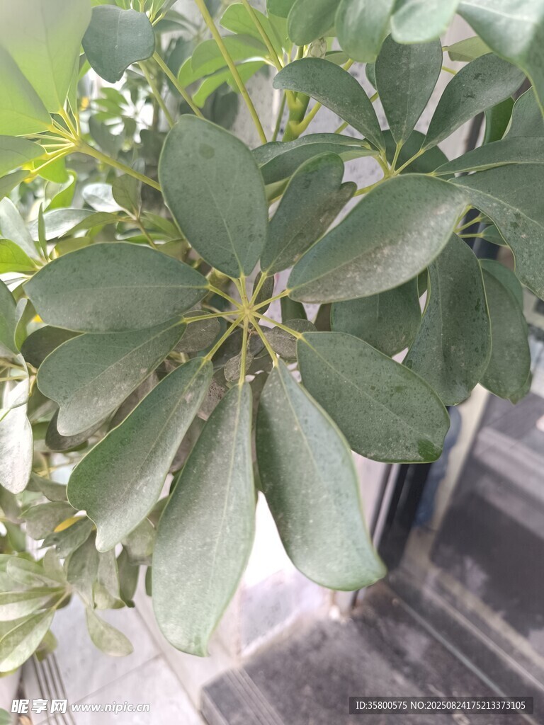 绿叶繁茂的植物特写