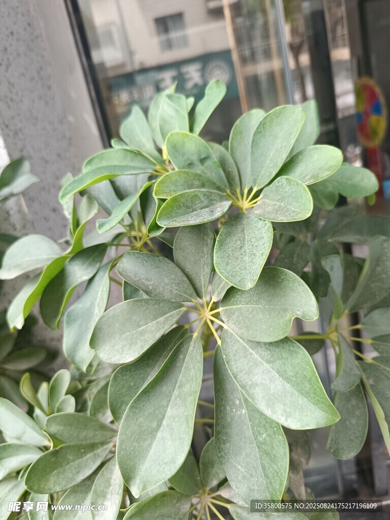 窗边翠绿的鹅掌柴植物