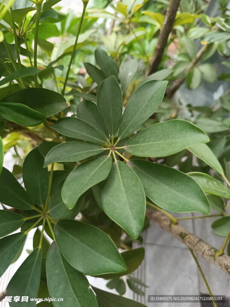 绿叶繁茂的植物特写