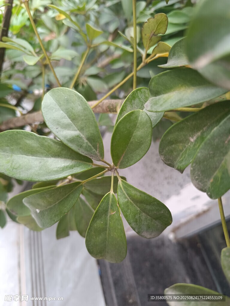 翠绿掌状叶片植物特写