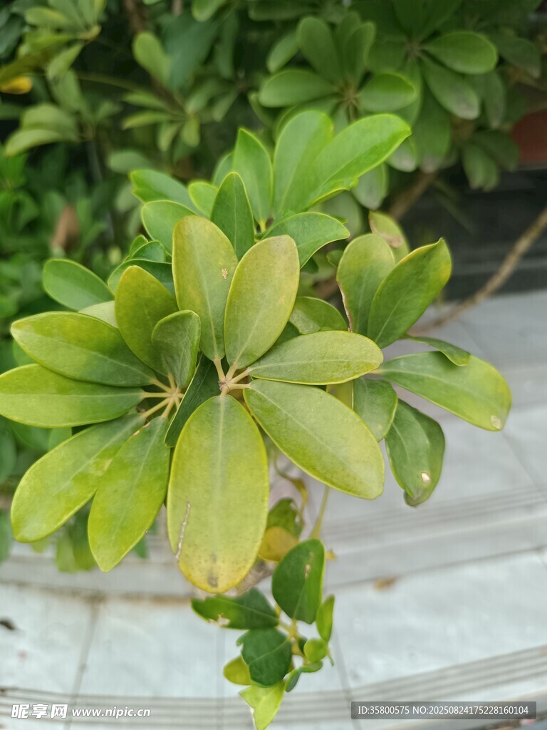 嫩绿植物叶片特写