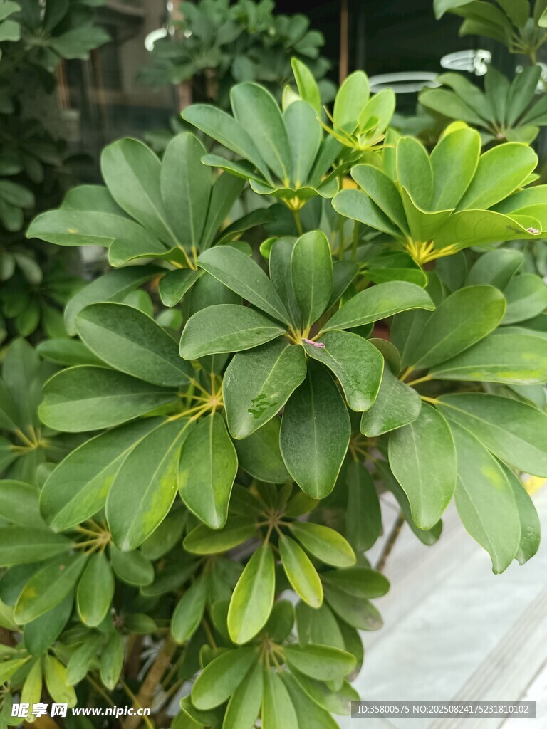 翠绿繁茂的观赏绿植