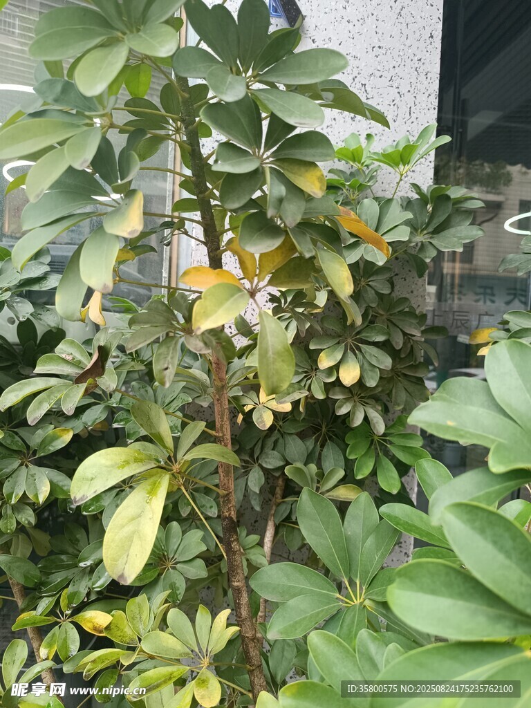 绿叶繁茂的绿植盆栽