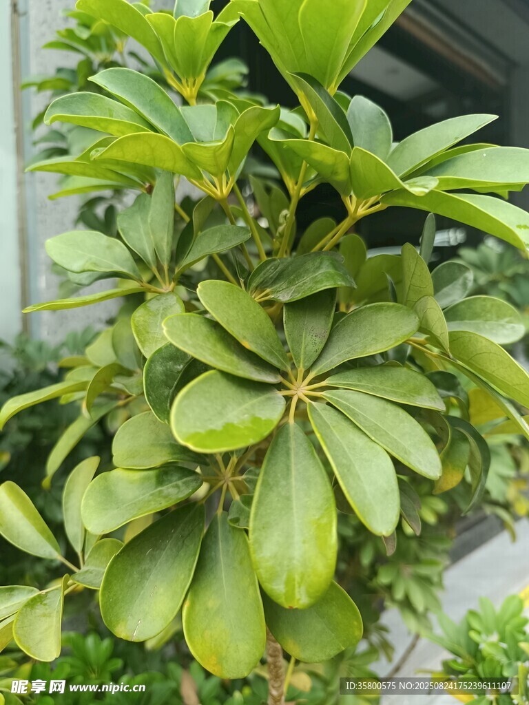 翠绿鸭掌木盆栽植物