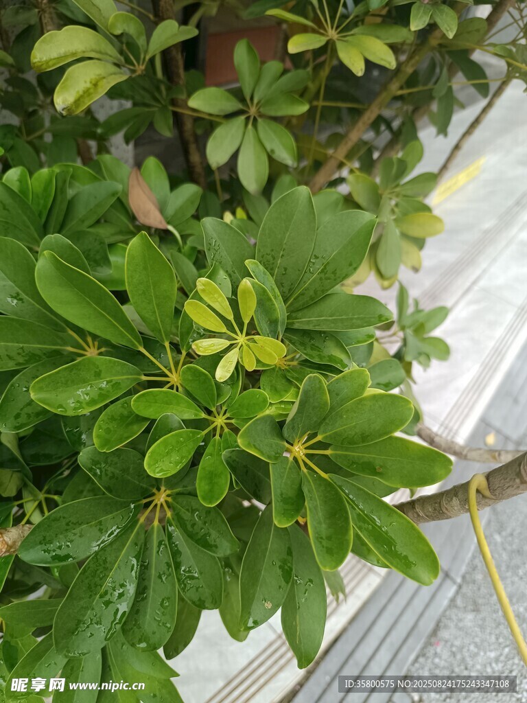 绿叶生机盎然的植物景观