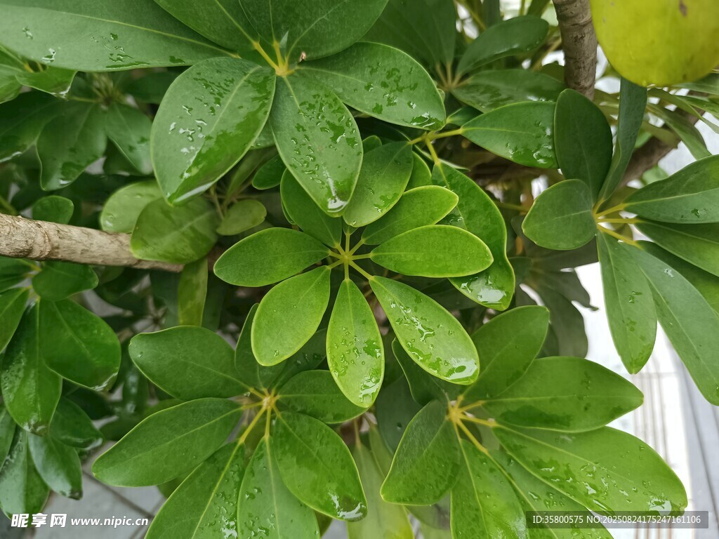 翠绿鹅掌柴叶片特写