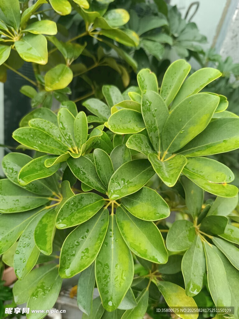 翠绿鹅掌柴叶片生机盎然