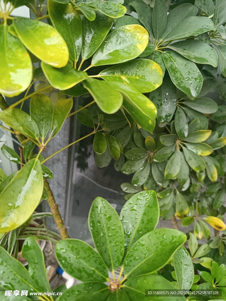 绿叶繁茂的生机景象