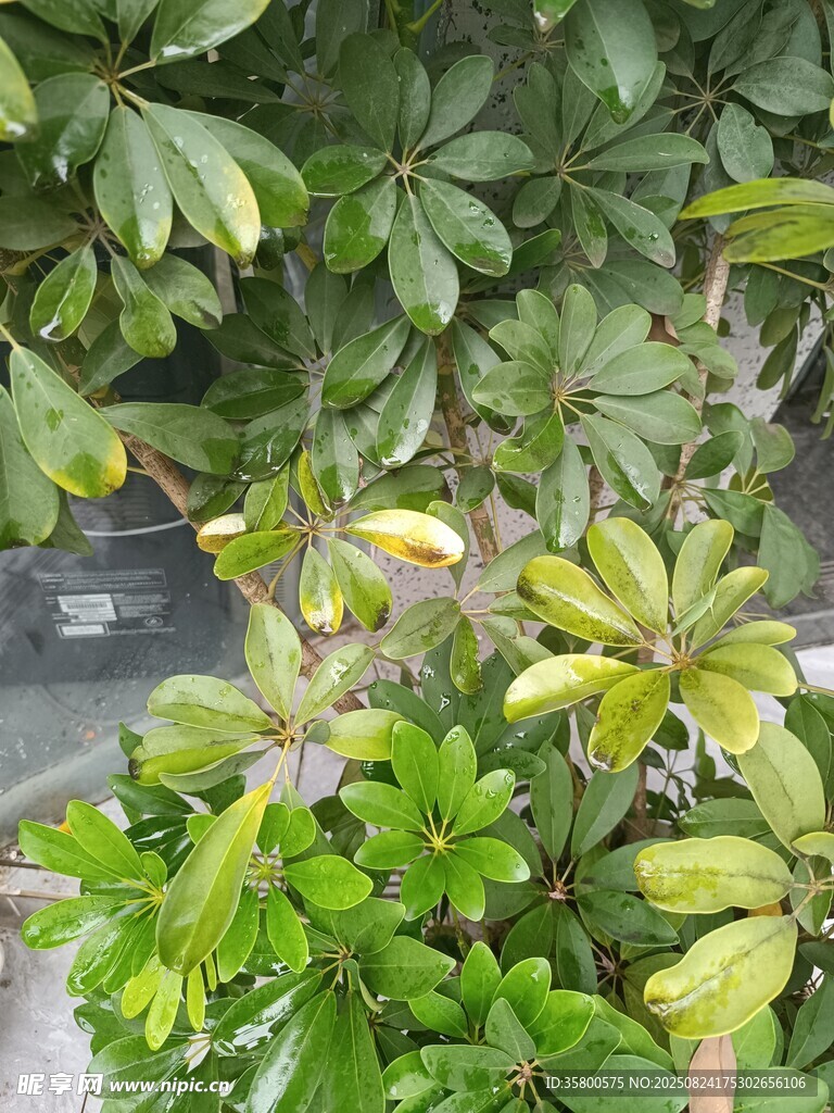 绿叶繁茂的绿植景观