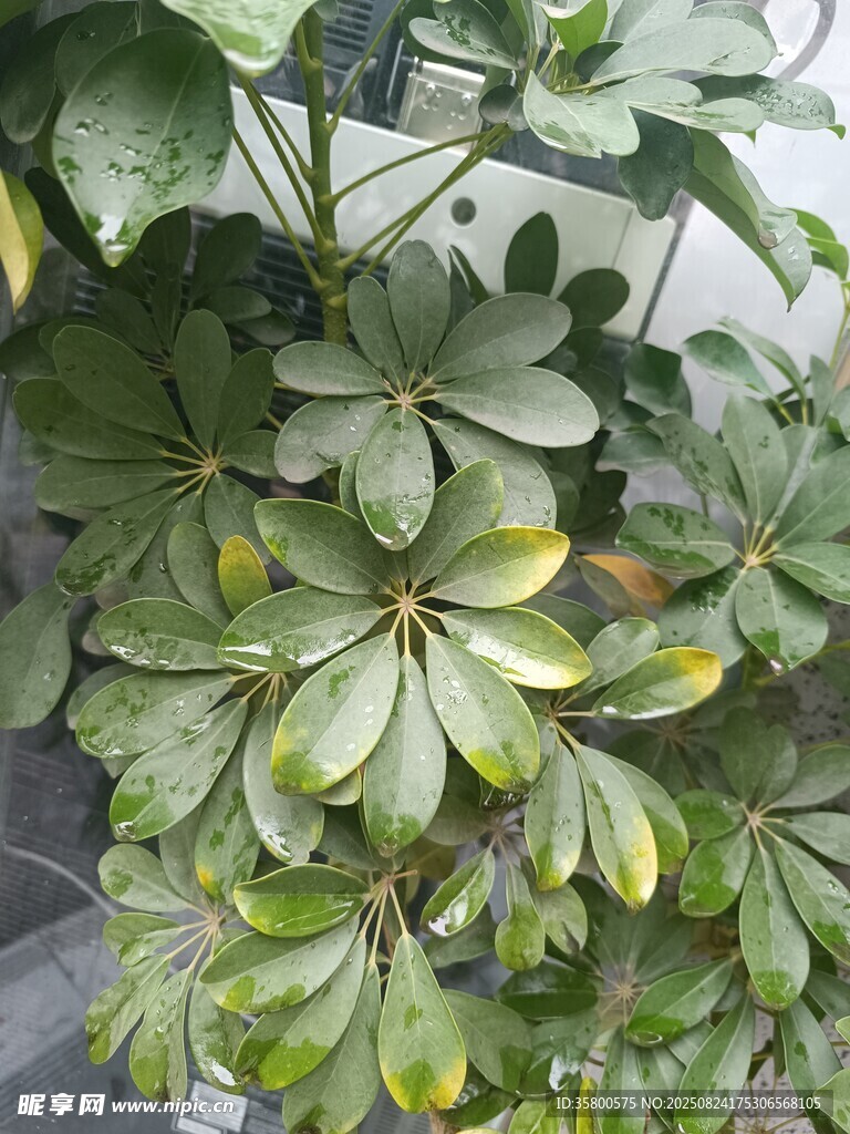 翠绿鹅掌柴植物特写