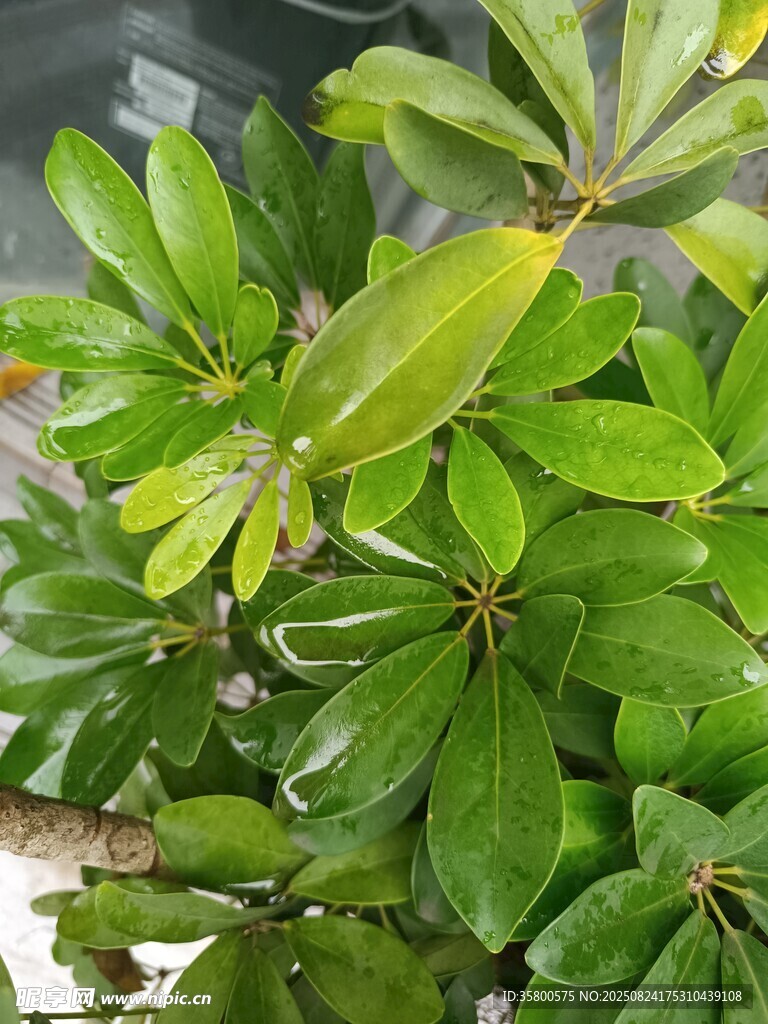 翠绿繁茂的绿植景观