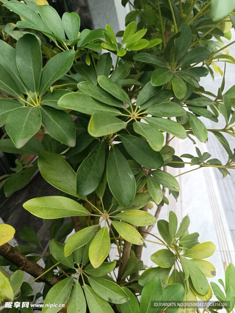 翠绿繁茂的室内绿植景观