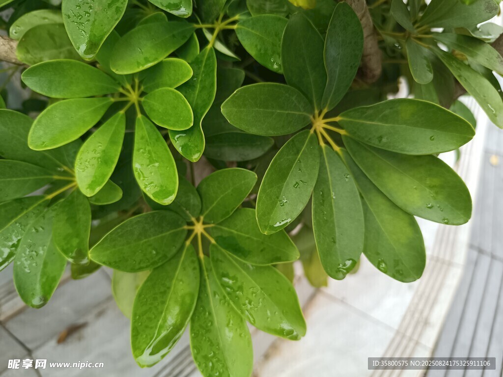 翠绿鹅掌柴叶片特写