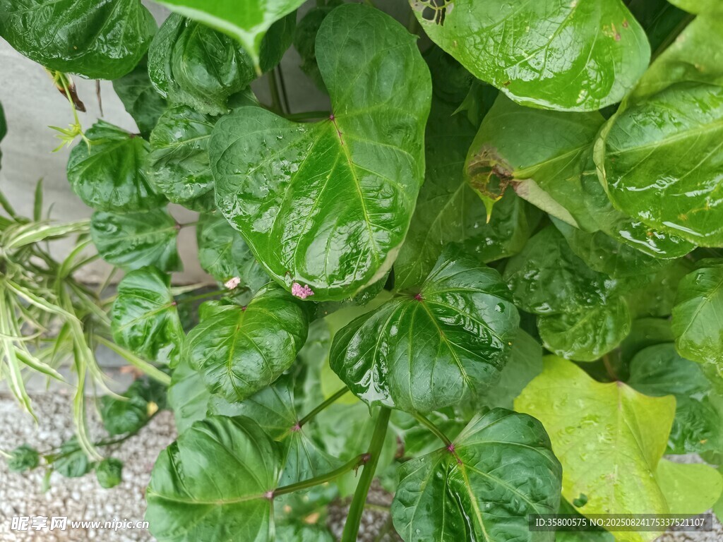 翠绿茂盛的绿植叶片
