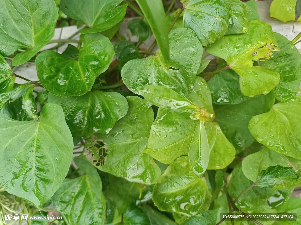 翠绿叶片上的晶莹水珠