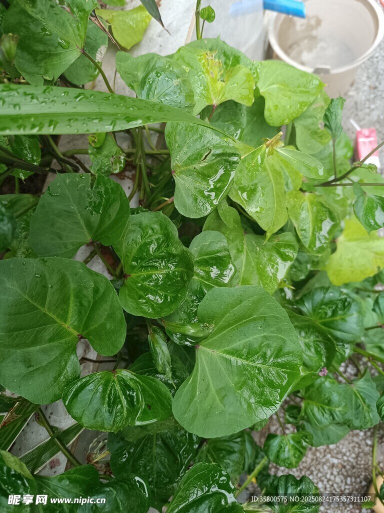 翠绿茂盛的绿叶植物