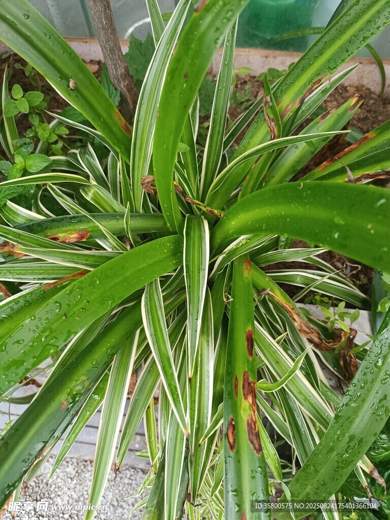 翠绿龙舌兰植物特写
