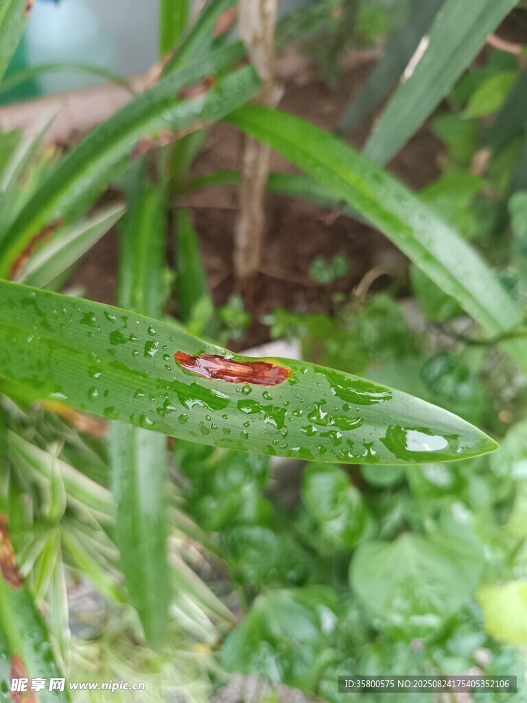 绿叶上的多彩小昆虫