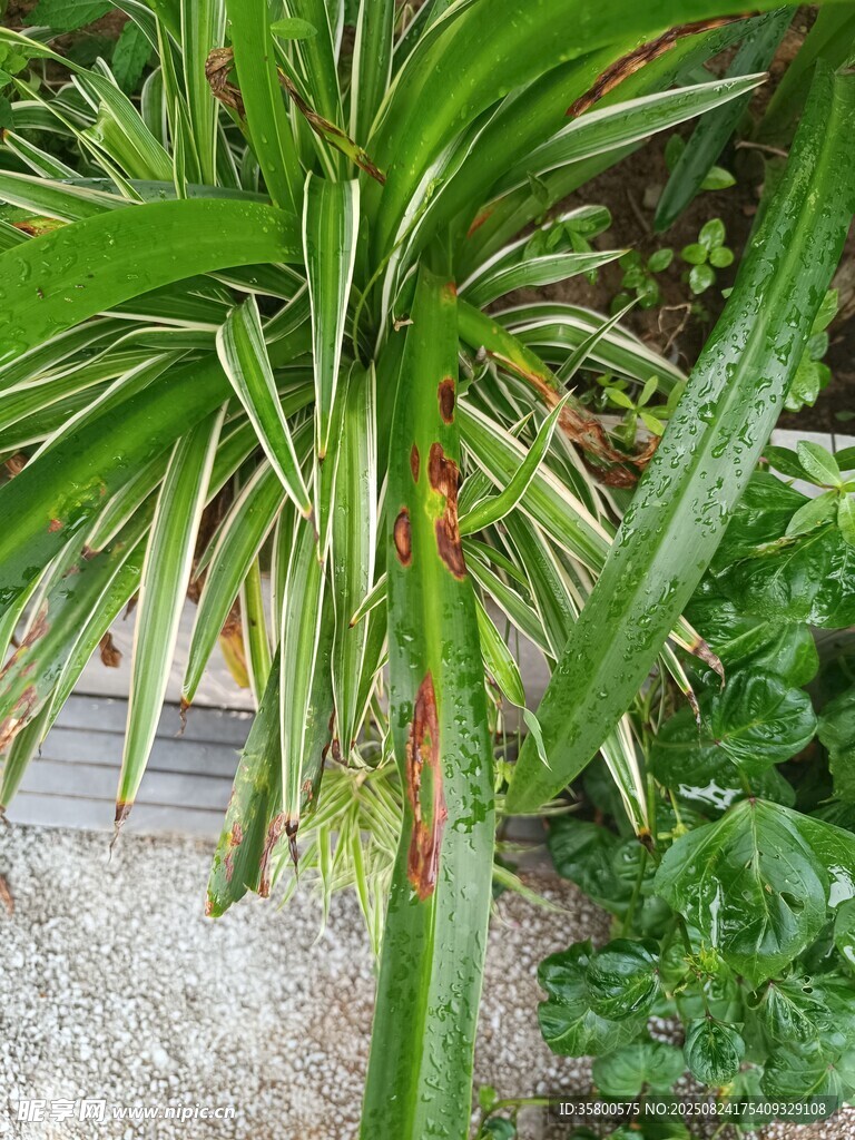 金边龙舌兰植物特写