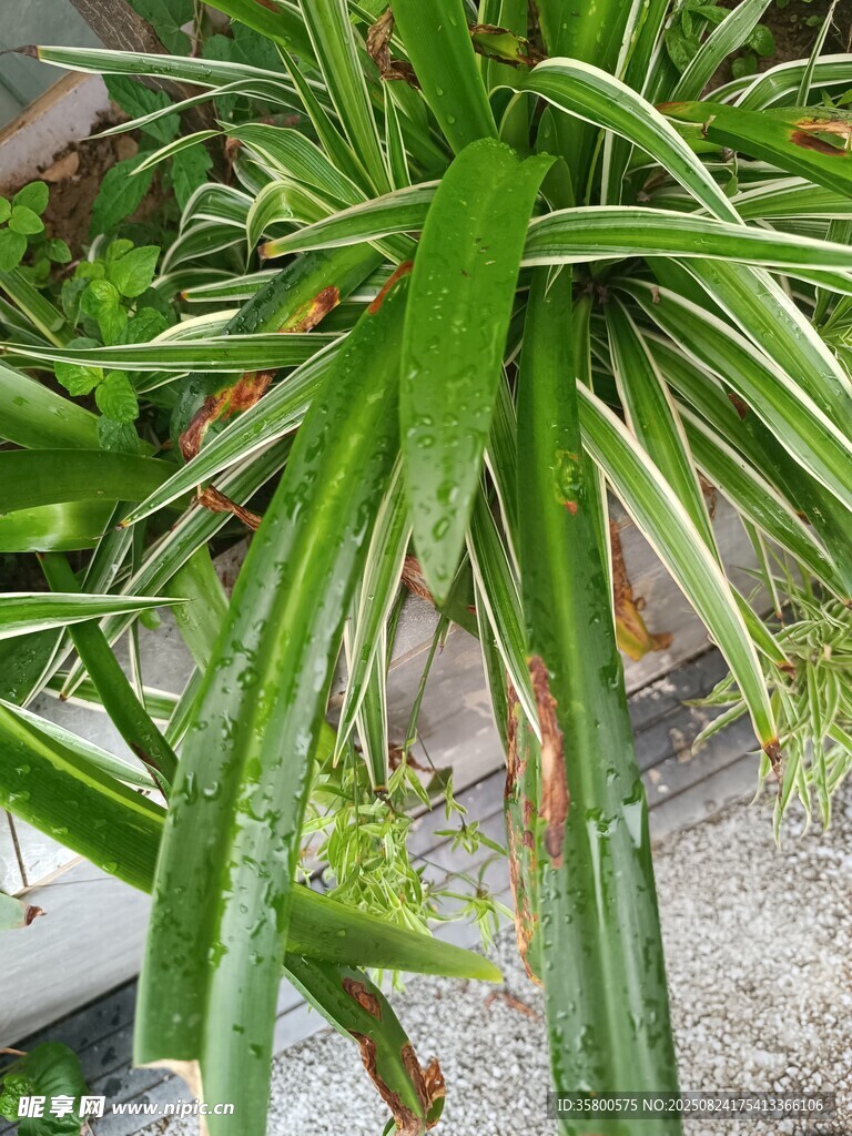 翠绿吊兰特写