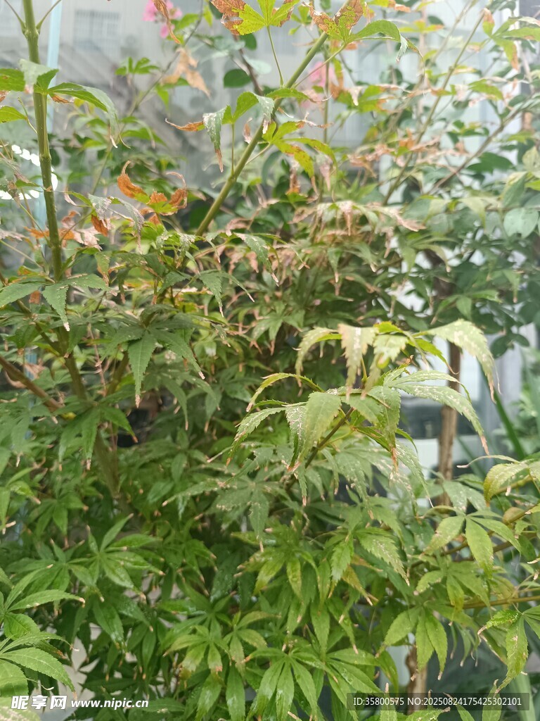 繁茂绿植景观