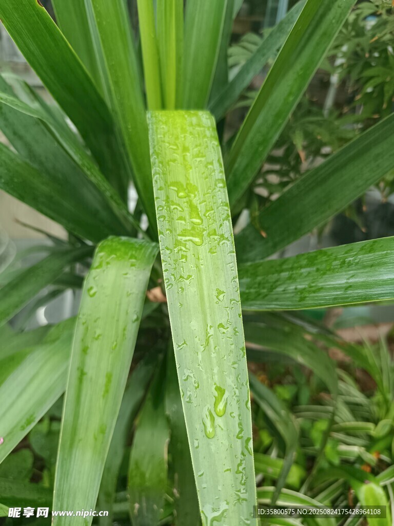 带水珠的翠绿叶片