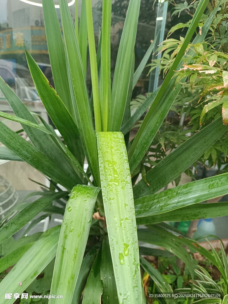 翠绿挺拔的热带绿植