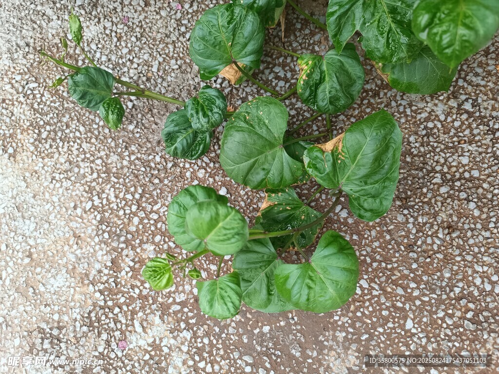 地面上的绿色植物