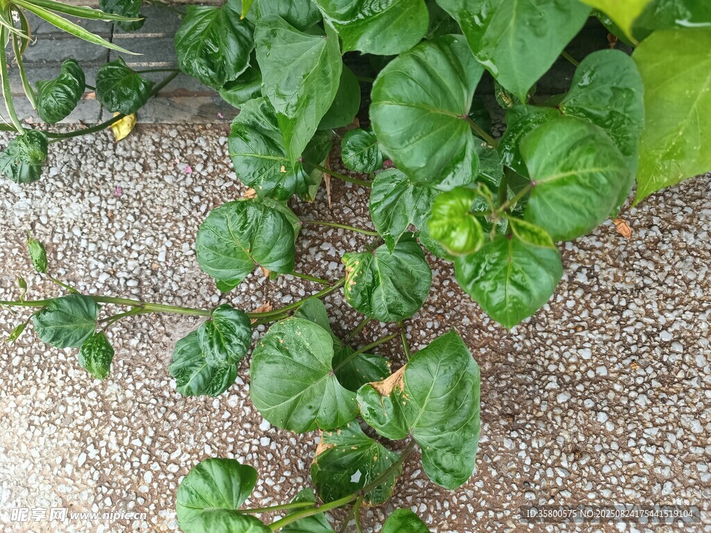 地面上的翠绿植物叶片