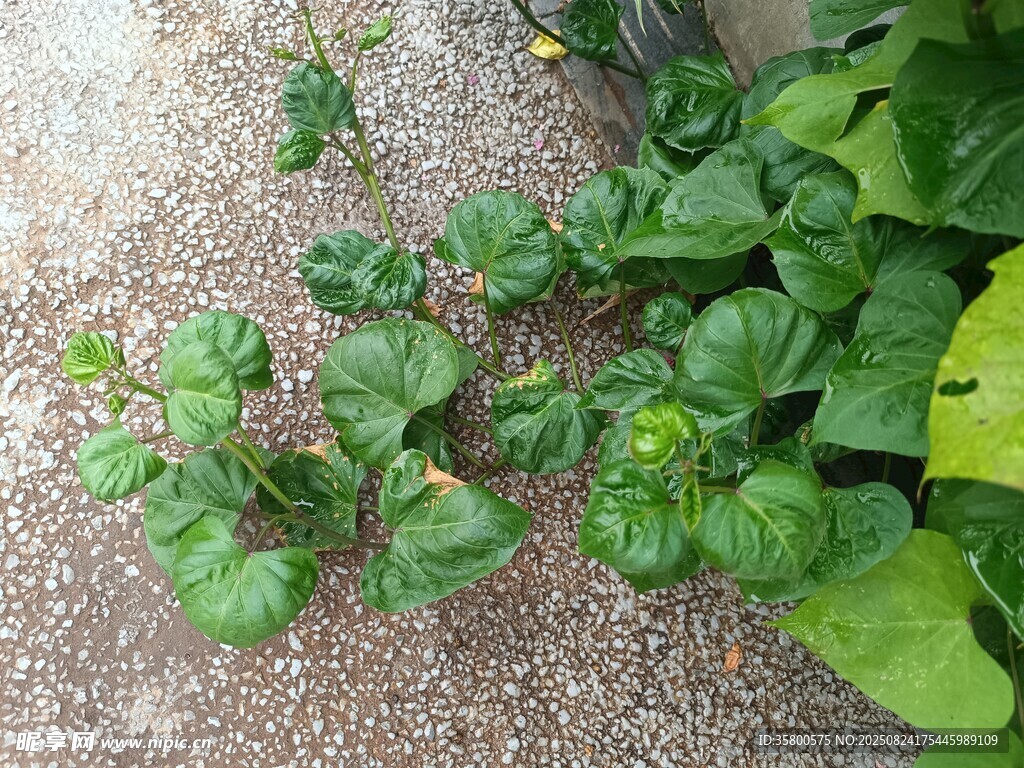地面上的绿色植物