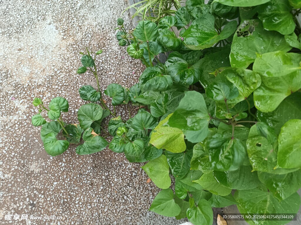 墙边嫩绿植物生机盎然