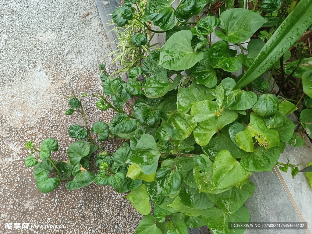 墙边翠绿蓬勃的蔓生植物