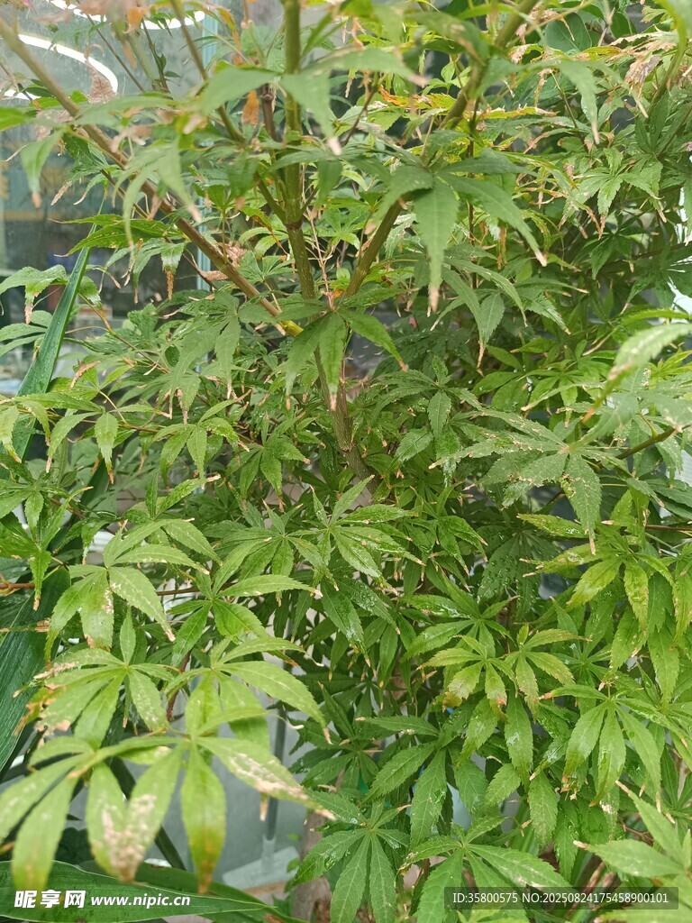 繁茂绿植特写