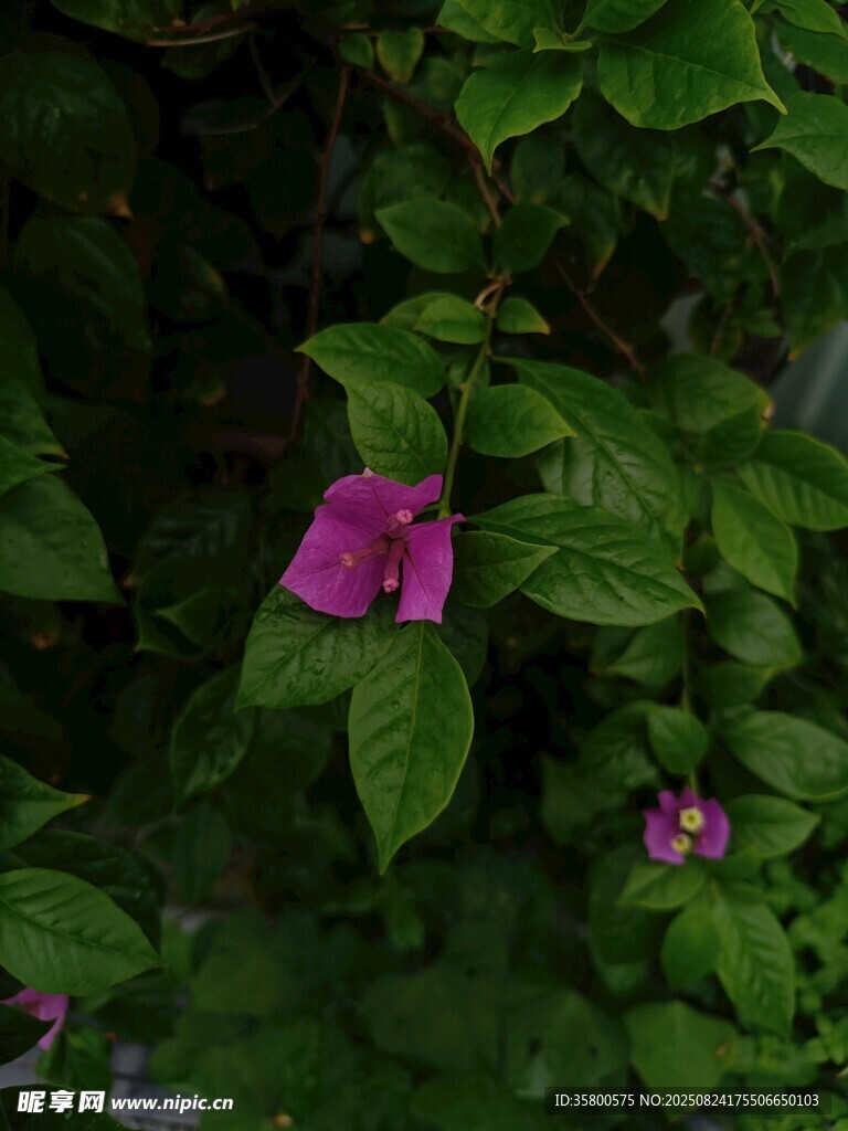 绿叶丛中的娇艳紫花